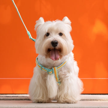 Retro Dog Collar Vest - Hand-Holding Leash