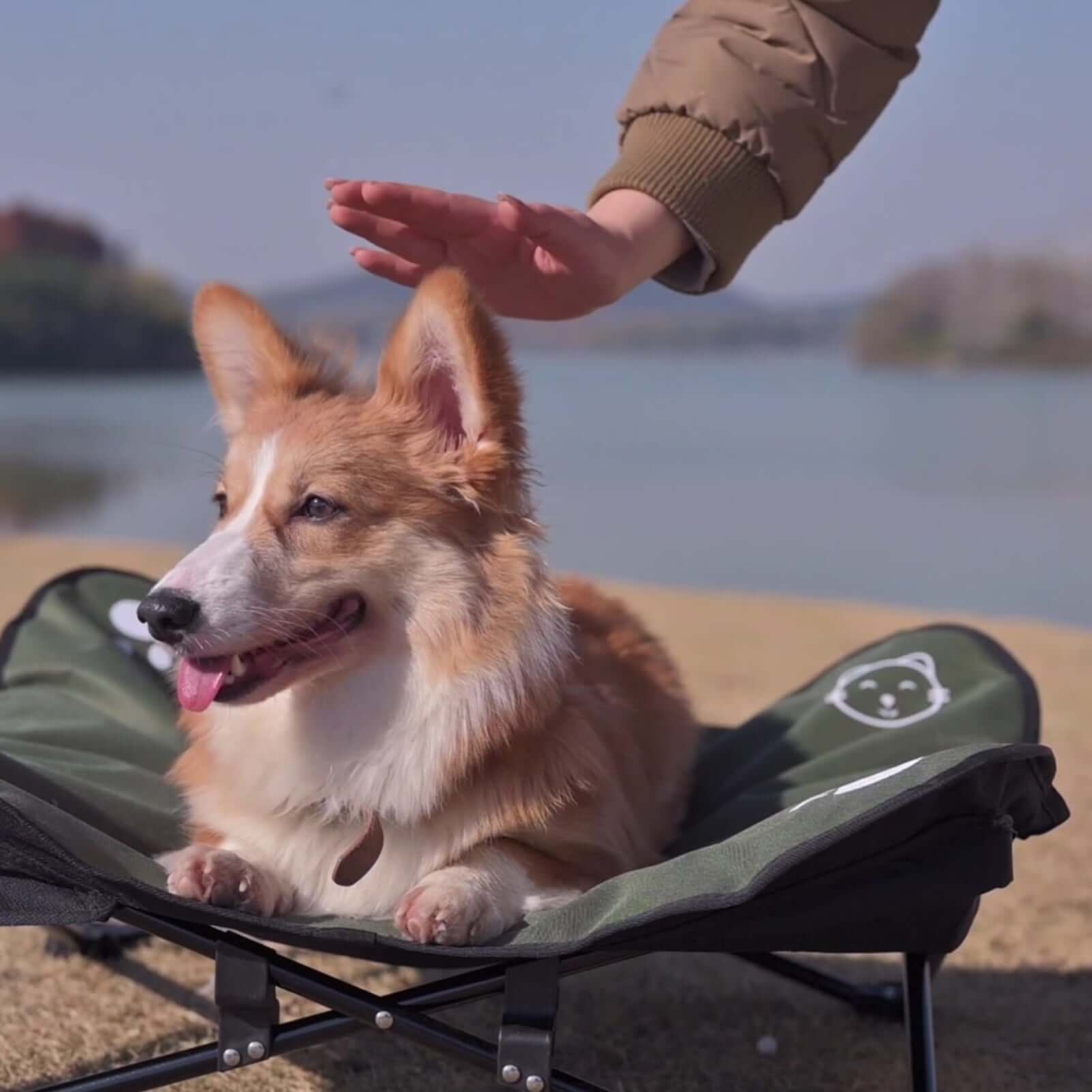 Corgi dog on a green pet bed by a body of water with a person's hand reaching out.